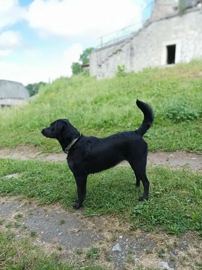 Chateau Montegut Rustique フランス